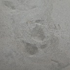 DSC_0175.JPG